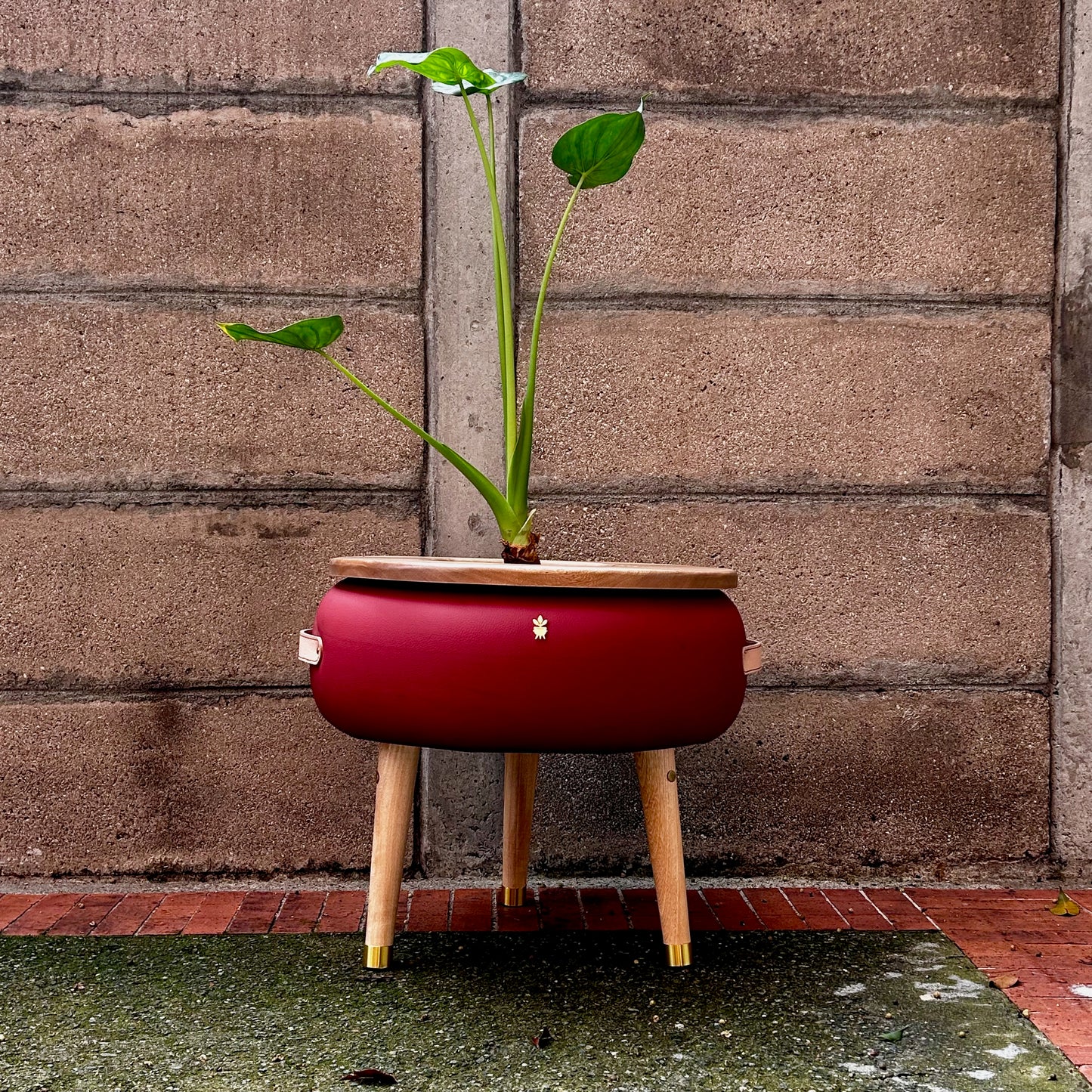 Matera Merano Media Albicocca