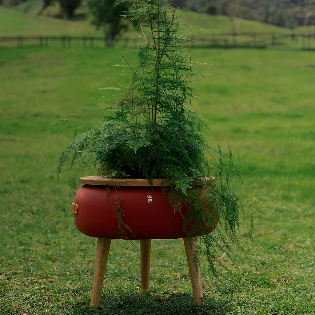 Matera Merano Media Albicocca